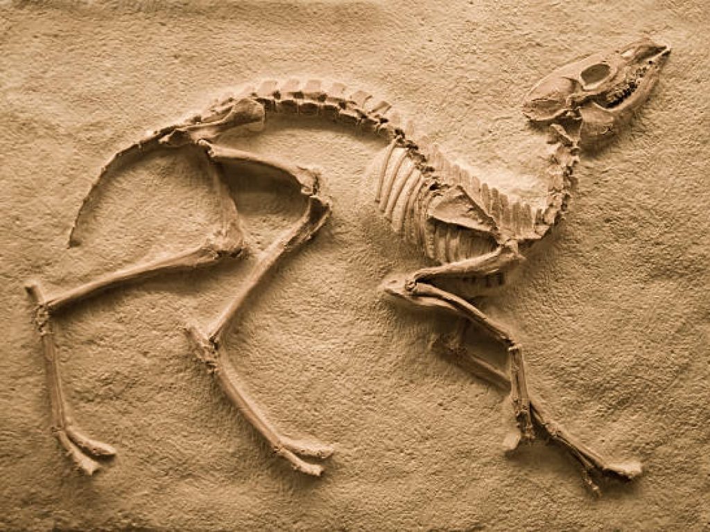 fossil